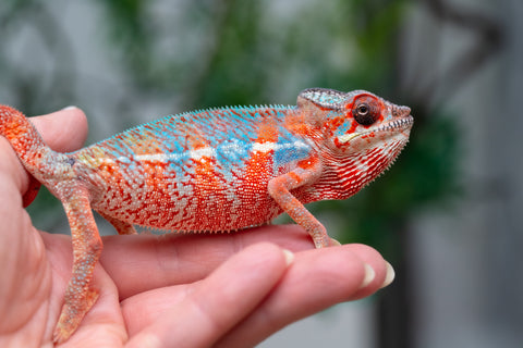 Holdbacks/Individuals: Ambilobe offspring from "Manamanga-anina" (AKA Blue Breeze) x "Sira" (AKA Salt) - Hatched Jan 25' - Male #10