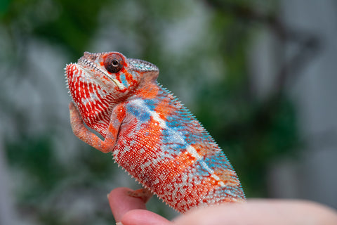 Holdbacks/Individuals: Ambilobe offspring from "Manamanga-anina" (AKA Blue Breeze) x "Sira" (AKA Salt) - Hatched Jan 25' - Male #10
