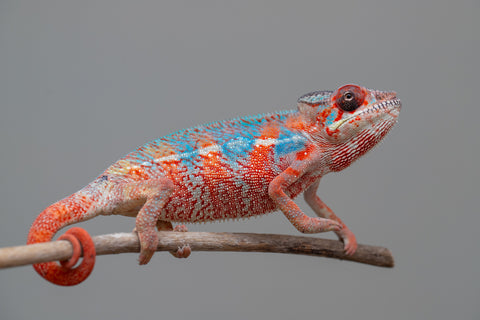 Holdbacks/Individuals: Ambilobe offspring from "Manamanga-anina" (AKA Blue Breeze) x "Sira" (AKA Salt) - Hatched Jan 25' - Male #10