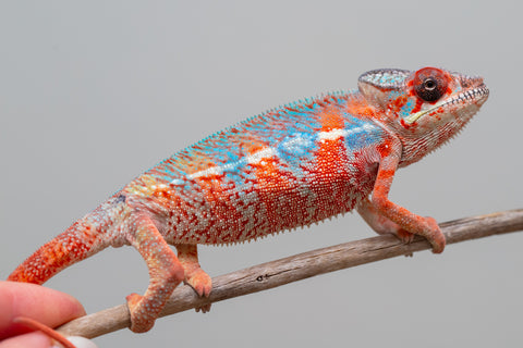 Holdbacks/Individuals: Ambilobe offspring from "Manamanga-anina" (AKA Blue Breeze) x "Sira" (AKA Salt) - Hatched Jan 25' - Male #10