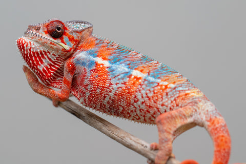Holdbacks/Individuals: Ambilobe offspring from "Manamanga-anina" (AKA Blue Breeze) x "Sira" (AKA Salt) - Hatched Jan 25' - Male #10