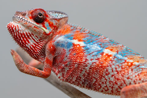 Holdbacks/Individuals: Ambilobe offspring from "Manamanga-anina" (AKA Blue Breeze) x "Sira" (AKA Salt) - Hatched Jan 25' - Male #10