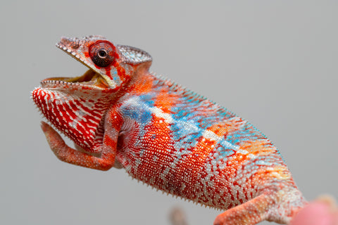 Holdbacks/Individuals: Ambilobe offspring from "Manamanga-anina" (AKA Blue Breeze) x "Sira" (AKA Salt) - Hatched Jan 25' - Male #10