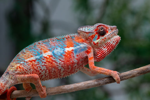 Holdbacks/Individuals: Ambilobe offspring from "Manamanga-anina" (AKA Blue Breeze) x "Sira" (AKA Salt) - Hatched Jan 25' - Male #10
