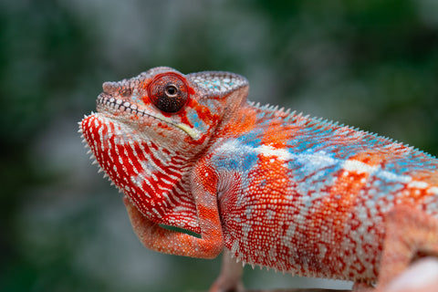 Holdbacks/Individuals: Ambilobe offspring from "Manamanga-anina" (AKA Blue Breeze) x "Sira" (AKA Salt) - Hatched Jan 25' - Male #10
