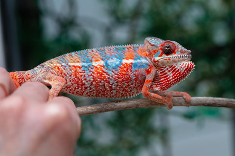 Holdbacks/Individuals: Ambilobe offspring from "Manamanga-anina" (AKA Blue Breeze) x "Sira" (AKA Salt) - Hatched Jan 25' - Male #10