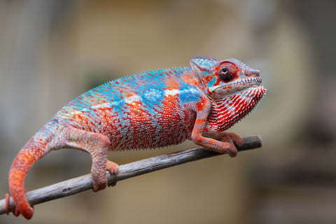 Holdbacks/Individuals: Ambilobe offspring from "Manamanga-anina" (AKA Blue Breeze) x "Sira" (AKA Salt) - Hatched Jan 25' - Male #10