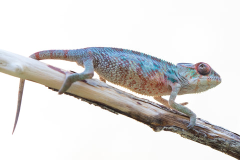 Holdbacks/Individuals: Ambilobe offspring from "Manamanga-anina" (AKA Blue Breeze) x "Sira" (AKA Salt) - Hatched Jan 25' - Male #2