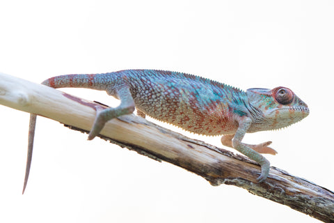 Holdbacks/Individuals: Ambilobe offspring from "Manamanga-anina" (AKA Blue Breeze) x "Sira" (AKA Salt) - Hatched Jan 25' - Male #2