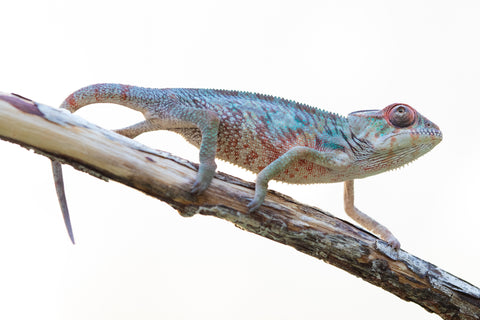 Holdbacks/Individuals: Ambilobe offspring from "Manamanga-anina" (AKA Blue Breeze) x "Sira" (AKA Salt) - Hatched Jan 25' - Male #2