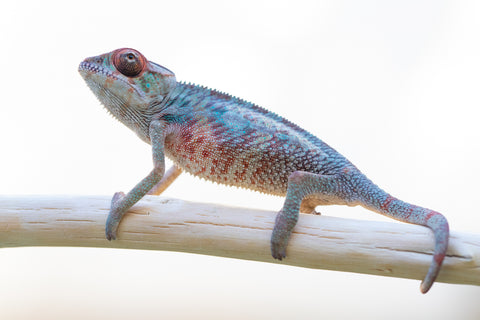 Holdbacks/Individuals: Ambilobe offspring from "Manamanga-anina" (AKA Blue Breeze) x "Sira" (AKA Salt) - Hatched Jan 25' - Male #2