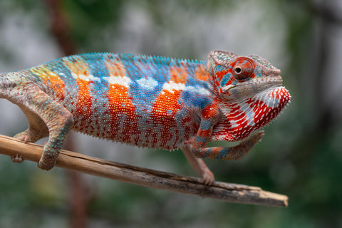 Holdbacks/Individuals: Ambilobe offspring from "Manamanga-anina" (AKA Blue Breeze) x "Sira" (AKA Salt) - Hatched Jan 25' - Male #9