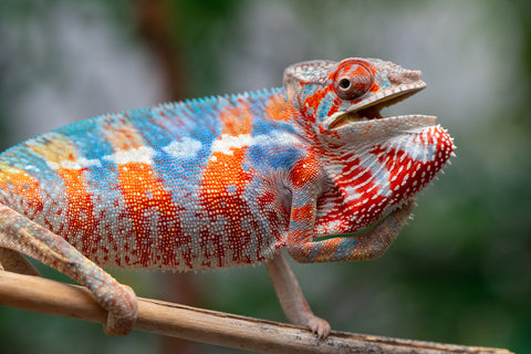 Holdbacks/Individuals: Ambilobe offspring from "Manamanga-anina" (AKA Blue Breeze) x "Sira" (AKA Salt) - Hatched Jan 25' - Male #9