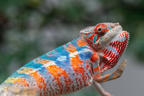 Holdbacks/Individuals: Ambilobe offspring from "Manamanga-anina" (AKA Blue Breeze) x "Sira" (AKA Salt) - Hatched Jan 25' - Male #9
