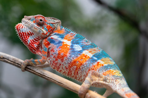 Holdbacks/Individuals: Ambilobe offspring from "Manamanga-anina" (AKA Blue Breeze) x "Sira" (AKA Salt) - Hatched Jan 25' - Male #9