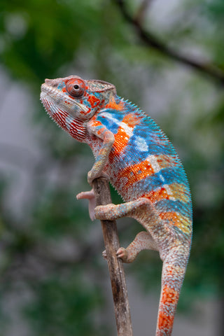 Holdbacks/Individuals: Ambilobe offspring from "Manamanga-anina" (AKA Blue Breeze) x "Sira" (AKA Salt) - Hatched Jan 25' - Male #9