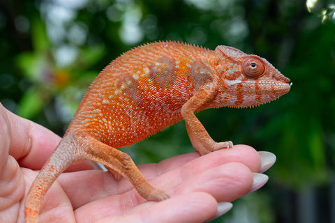 Holdbacks/Individuals: Ambilobe offspring from "Manamanga-anina" (AKA Blue Breeze) x "Sira" (AKA Salt) - Hatched Feb - March 25' - Female #2