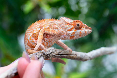 Holdbacks/Individuals: Ambilobe offspring from "Manamanga-anina" (AKA Blue Breeze) x "Sira" (AKA Salt) - Hatched Feb - March 25' - Female #3