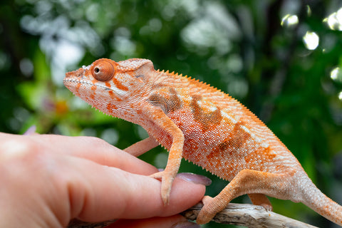 Holdbacks/Individuals: Ambilobe offspring from "Manamanga-anina" (AKA Blue Breeze) x "Sira" (AKA Salt) - Hatched Feb - March 25' - Female #3
