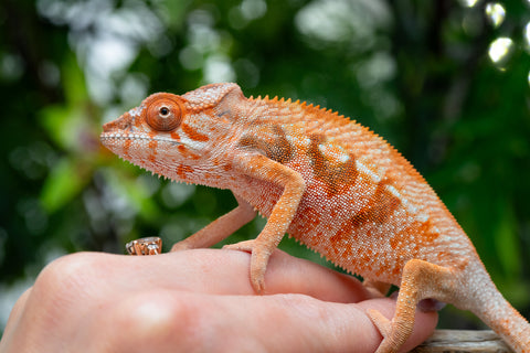 Holdbacks/Individuals: Ambilobe offspring from "Manamanga-anina" (AKA Blue Breeze) x "Sira" (AKA Salt) - Hatched Feb - March 25' - Female #3