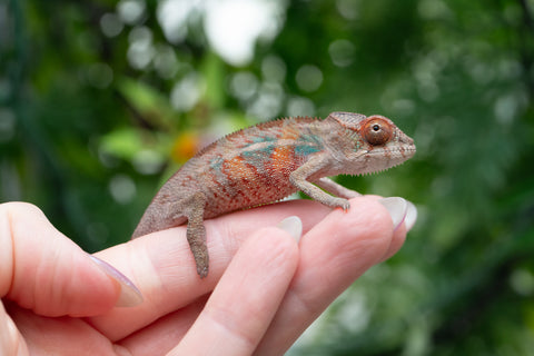 Holdbacks/Individuals: Ambilobe offspring from "Manamanga-anina" (AKA Blue Breeze) x "Sira" (AKA Salt) - Hatched April 25' - Male #1