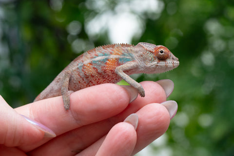 Holdbacks/Individuals: Ambilobe offspring from "Manamanga-anina" (AKA Blue Breeze) x "Sira" (AKA Salt) - Hatched April 25' - Male #1