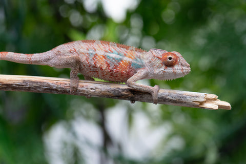 Holdbacks/Individuals: Ambilobe offspring from "Manamanga-anina" (AKA Blue Breeze) x "Sira" (AKA Salt) - Hatched April 25' - Male #1