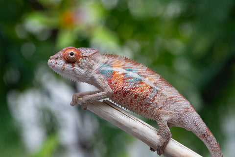 Holdbacks/Individuals: Ambilobe offspring from "Manamanga-anina" (AKA Blue Breeze) x "Sira" (AKA Salt) - Hatched April 25' - Male #1