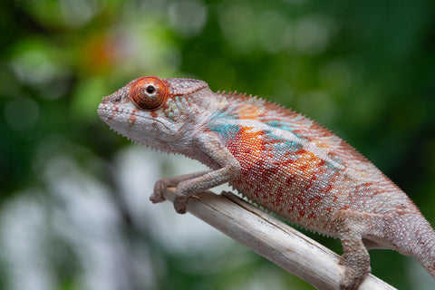 Holdbacks/Individuals: Ambilobe offspring from "Manamanga-anina" (AKA Blue Breeze) x "Sira" (AKA Salt) - Hatched April 25' - Male #1