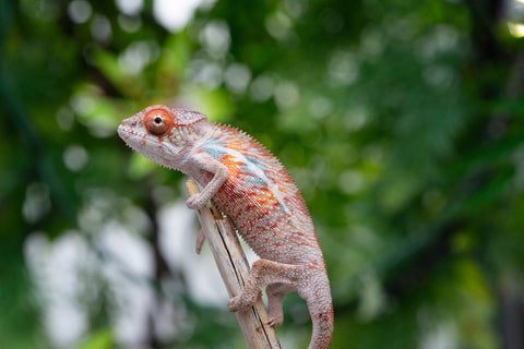 Holdbacks/Individuals: Ambilobe offspring from "Manamanga-anina" (AKA Blue Breeze) x "Sira" (AKA Salt) - Hatched April 25' - Male #1