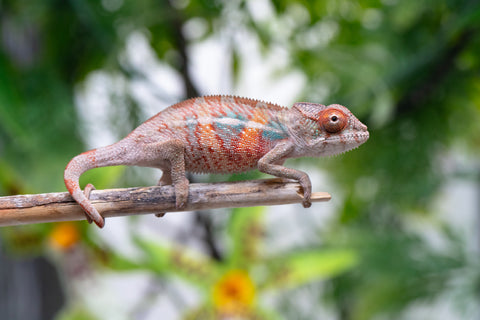 Holdbacks/Individuals: Ambilobe offspring from "Manamanga-anina" (AKA Blue Breeze) x "Sira" (AKA Salt) - Hatched April 25' - Male #1