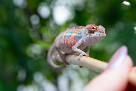 Holdbacks/Individuals: Ambilobe offspring from "Manamanga-anina" (AKA Blue Breeze) x "Sira" (AKA Salt) - Hatched April 25' - Male #1