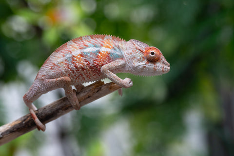 Holdbacks/Individuals: Ambilobe offspring from "Manamanga-anina" (AKA Blue Breeze) x "Sira" (AKA Salt) - Hatched April 25' - Male #1