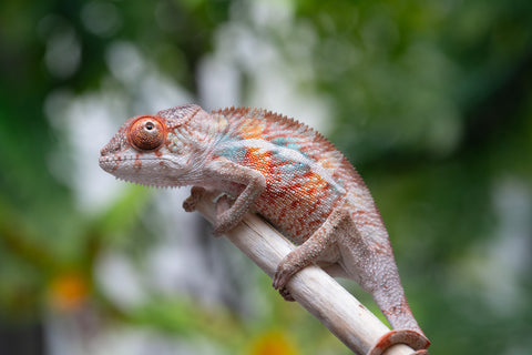 Holdbacks/Individuals: Ambilobe offspring from "Manamanga-anina" (AKA Blue Breeze) x "Sira" (AKA Salt) - Hatched April 25' - Male #1