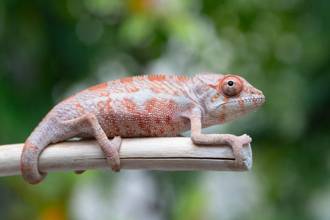 Holdbacks/Individuals: Ambilobe offspring from "Manamanga-anina" (AKA Blue Breeze) x "Sira" (AKA Salt) - Hatched April 25' - Male #2