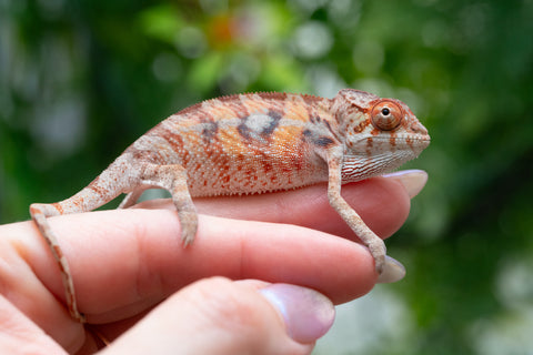 Holdbacks/Individuals: Ambilobe offspring from "Manamanga-anina" (AKA Blue Breeze) x "Sira" (AKA Salt) - Hatched April 25' - Male #3