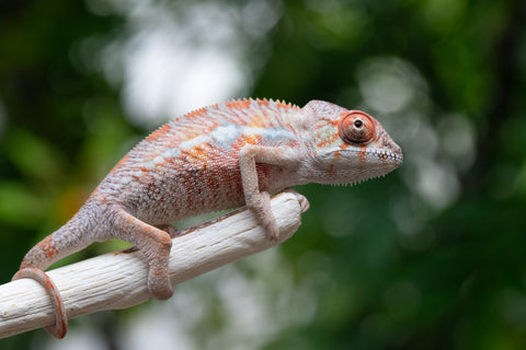 Holdbacks/Individuals: Ambilobe offspring from "Manamanga-anina" (AKA Blue Breeze) x "Sira" (AKA Salt) - Hatched April 25' - Male #4