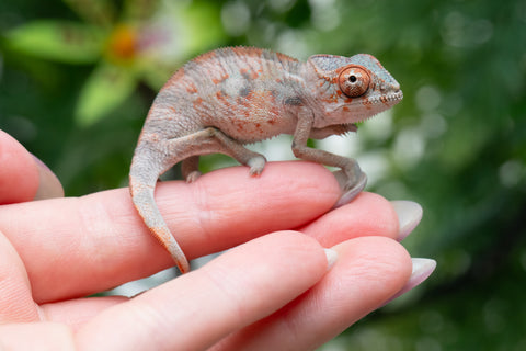 Holdbacks/Individuals: Ambilobe offspring from "Manamanga-anina" (AKA Blue Breeze) x "Sira" (AKA Salt) - Hatched April 25' - Male #5