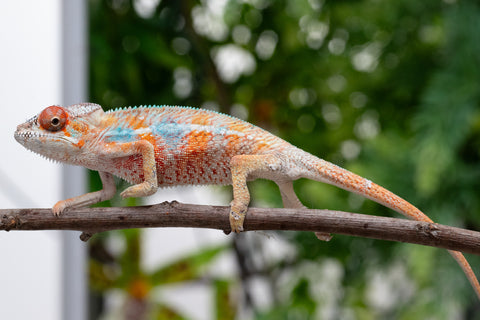 Holdbacks/Individuals: Ambilobe offspring from "Manamanga-anina" (AKA Blue Breeze) x "Sira" (AKA Salt) - Hatched April 25' - Male #6