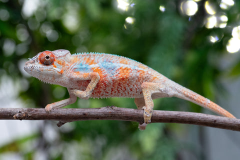 Holdbacks/Individuals: Ambilobe offspring from "Manamanga-anina" (AKA Blue Breeze) x "Sira" (AKA Salt) - Hatched April 25' - Male #6