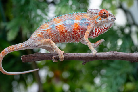 Holdbacks/Individuals: Ambilobe offspring from "Manamanga-anina" (AKA Blue Breeze) x "Sira" (AKA Salt) - Hatched April 25' - Male #6