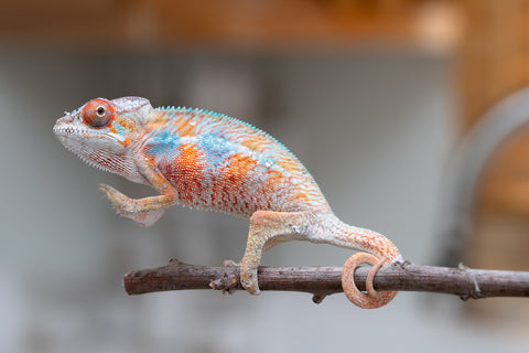 Holdbacks/Individuals: Ambilobe offspring from "Manamanga-anina" (AKA Blue Breeze) x "Sira" (AKA Salt) - Hatched April 25' - Male #6