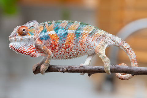 Holdbacks/Individuals: Ambilobe offspring from "Manamanga-anina" (AKA Blue Breeze) x "Sira" (AKA Salt) - Hatched April 25' - Male #7