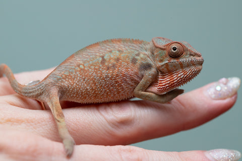 Holdbacks/Individuals: Ambilobe offspring from "Manamanga-anina" (AKA Blue Breeze) x "Sira" (AKA Salt) - Hatched June/July 2025 - Female #1