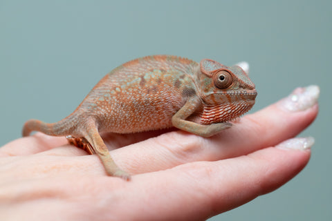 Holdbacks/Individuals: Ambilobe offspring from "Manamanga-anina" (AKA Blue Breeze) x "Sira" (AKA Salt) - Hatched June/July 2025 - Female #1