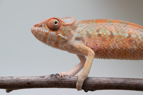 Holdbacks/Individuals: Ambilobe offspring from "Manamanga-anina" (AKA Blue Breeze) x "Sira" (AKA Salt) - Hatched June/July 2025 - Female #1