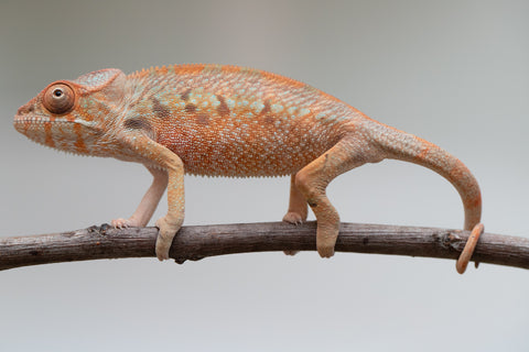Holdbacks/Individuals: Ambilobe offspring from "Manamanga-anina" (AKA Blue Breeze) x "Sira" (AKA Salt) - Hatched June/July 2025 - Female #1