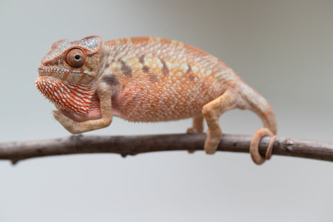 Holdbacks/Individuals: Ambilobe offspring from "Manamanga-anina" (AKA Blue Breeze) x "Sira" (AKA Salt) - Hatched June/July 2025 - Female #1