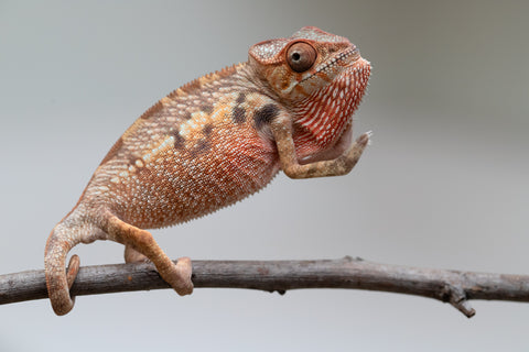 Holdbacks/Individuals: Ambilobe offspring from "Manamanga-anina" (AKA Blue Breeze) x "Sira" (AKA Salt) - Hatched June/July 2025 - Female #1