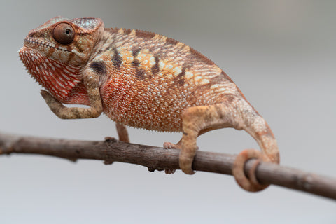 Holdbacks/Individuals: Ambilobe offspring from "Manamanga-anina" (AKA Blue Breeze) x "Sira" (AKA Salt) - Hatched June/July 2025 - Female #1